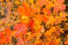 USA, New Mexico, Manzano Mountains. Autumn foliage on maple tree. Art Print